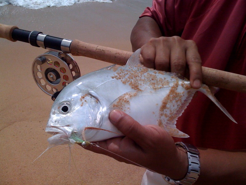 มงขาวอวบๆ ลากสายฟลาย ปี๊ดดดดดด
ประทับใจนะเนี่ย



ตามแนวหาดน่าจะมีปลาอีกหลายชนิดที่น่าจะเหมาะกั