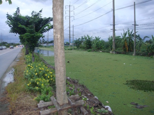 เจ้าตัวใหญ่ได้ตรงป่ากล้วยนั่นแหละครับ :grin: :grin: :grin: