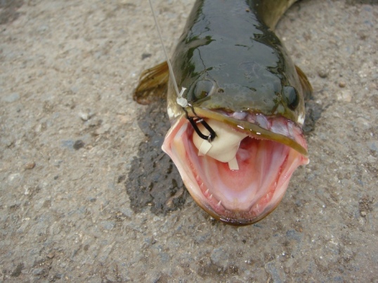  :grin: :grin: :grin: