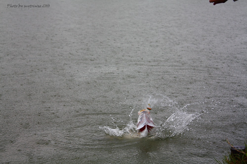 BARRA IN THE RAIN กระพงกลางฝนของแท้ :grin: