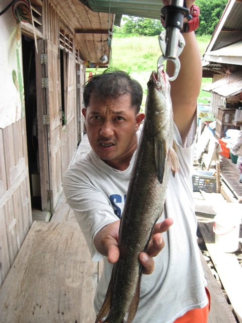 ลงเรือปุบเรืออีกลำก็โชว์ปลาที่ตกได้ทันที
ไม่ใช้ใครที่ไหนตาเอก บ้านสร้างนี่เอง :tongue: :tongue: