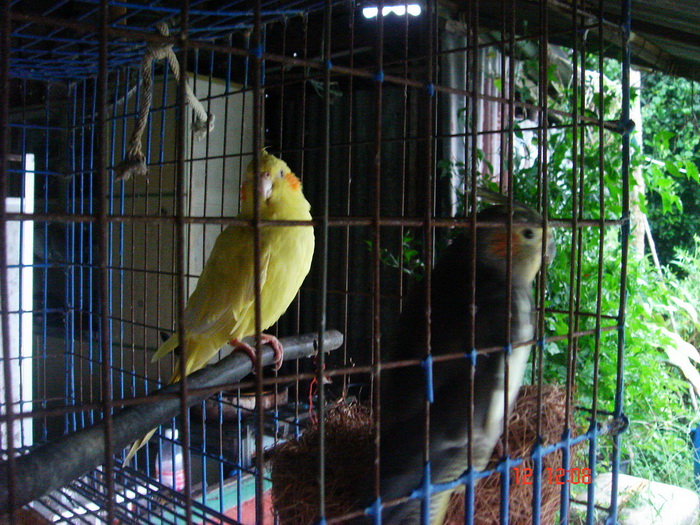 เยลโล่