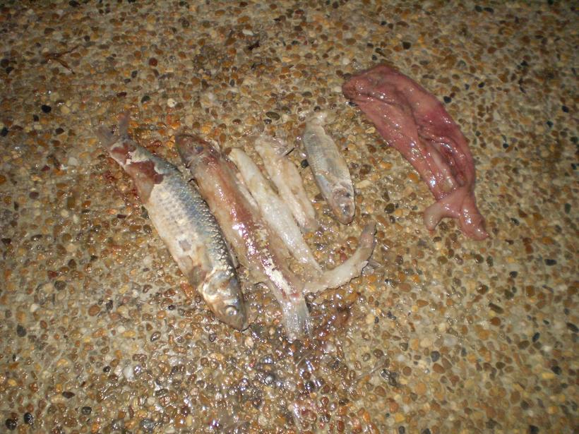ผลการ ชันสูตรศพ เหยื่อที่กินเข้าไป ปลากระบอกพึ่งตาย ปลาเห็ดโคนเริ่มเน่า อยู่ในกระเพาะ
หลังจากที่เกี