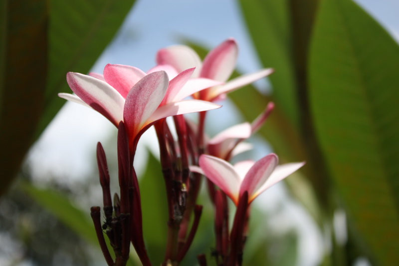 หวัดดีเช้าวันใหม่ครับ

 :rose: :rose: :rose: :rose: :rose: