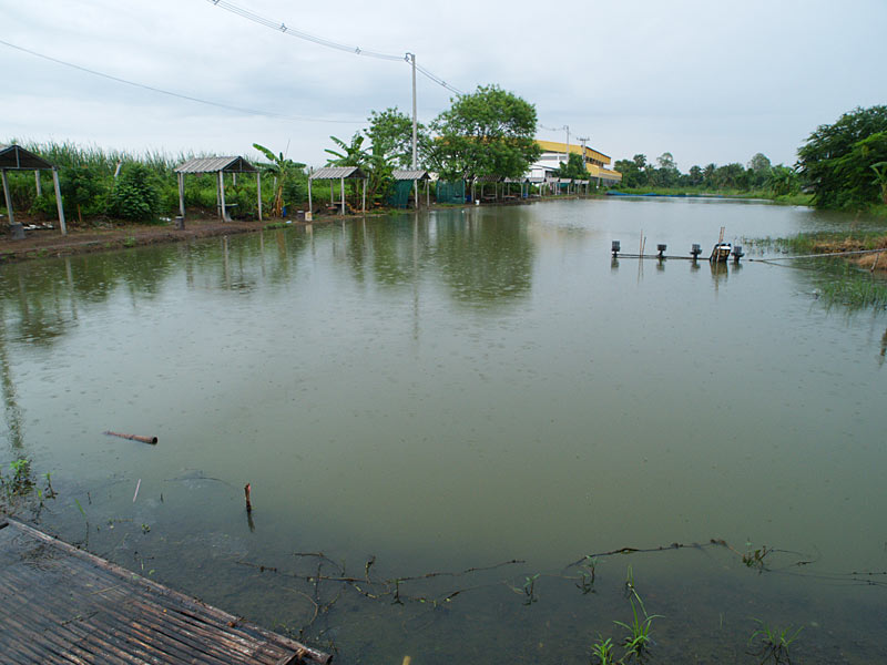 ผมเป็นคนชอบออกจากบ้านแต่เช้า ไปถึงบ่อฝนยังคงตกพร่ำตลอด ดูแล้วน่าจะหยุดตกยากซะด้วย 