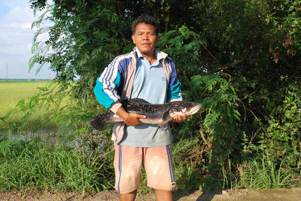 สวัสดีครัยน้าdewfish
ตัวนี้ไม่ครอกนะครับน้าdewfish  