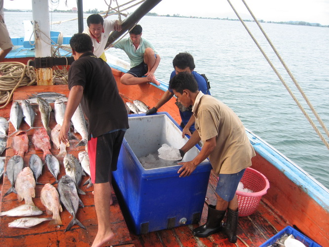 ขอขอบคุณน้าเขมร ไม่รู้จักชื่อลูกเรือไต๋หนู ที่ช่วยตักหมึก+ตักปลา อย่างขยัน คนที่ก้มๆใส่บูต