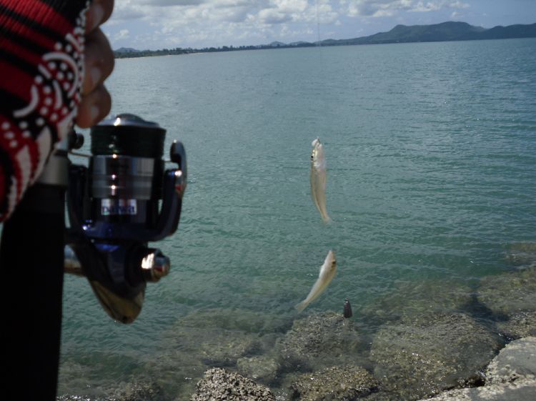 

    จัดก่อนเลยครับ  ปลาเหยื่อไซ้ด์งาม


 รูปผมไม่มีนะครับ  แบบว่าไม่มีตากล้องนะครับ

      