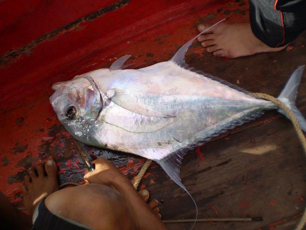 ปลดเบ็ดเกี่ยวเหยื่อใหม่ :ohh: