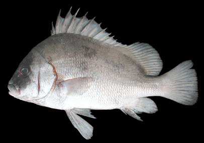 ปลาสร้อยนกเขาปากหมู ปากแม้ม
Plectorhinchus gibbosus
(Lacepède, 1802)
Harlequin Sweetlip  :