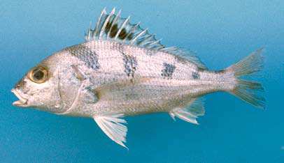 ครืดคราด
Pomadasys maculatus
(Bloch, 1793)
Saddle Grunt 