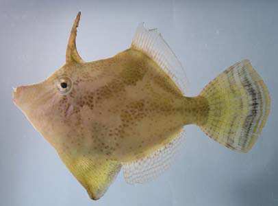 ปลาวัว
Monacanthus chinensis
(Osbeck, 1765)
Fanbellied Leatherjacket 