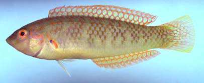 ปลานกแก้วHalichoeres nigrescens
(Bloch and Schneider, 1801)
Bubblefin Wrasse 