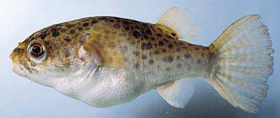 ปลาปักเป้า
Tetraodon nigroviridis
Marion de Procè, 1822
Spotted Green Puffer 
