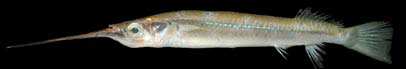 ลูกโทง
Zanarchopterus buffonis
(Valenciennes, 1847)
Buffonfs River Garfish 