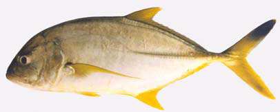 ปลากะมงขาว
Caranx heberi
(Bennett, 1830)
Blacktip Trevally 