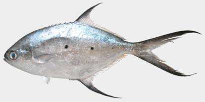 ปลาล่องลม หรือ กะมงดวง
Trachinotus baillonii
Lacepè