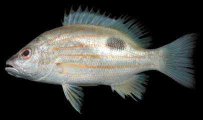 ปลาข้างปาน
Lutjanus russellii
(Bleeker, 1849)
Russellfs Snapper  

