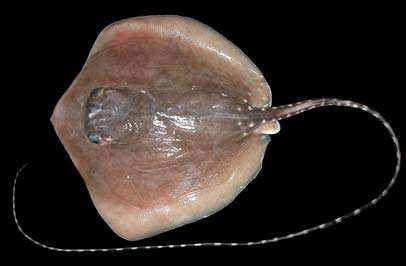 กระเบน จอมทรหดแห่งหาดทราย
Himantura gerrardi
(Gray