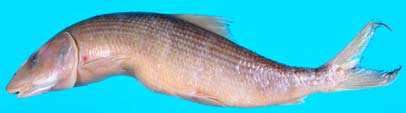 ปลาลูกกล้วยเงิน
Albula oligolepis
Hidaka, Iwatsuki and Randall, 2008