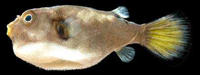 ปลาปักเป้า

Arothron immaculatus
(Bloch and Schneider, 1801)
Immaculate Puff