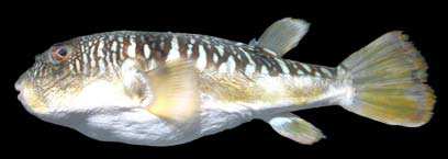 
Takifugu oblongus
(Bloch, 1786)
Lattice Blaasop  
