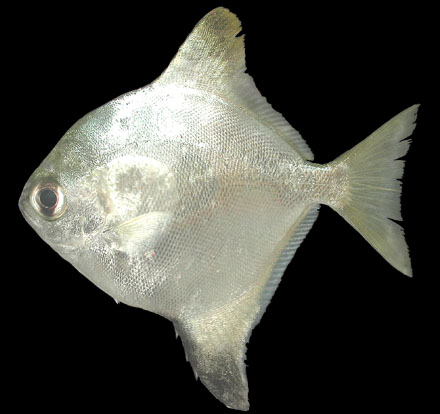 ปลานกแอ่น
Monodactylus argenteus (Linnaeus, 1758)
Silver moony
