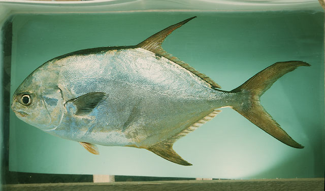 อังซา
Trachinotus blochii   (Lacepède, 1801)  
Snubnose pompano  
