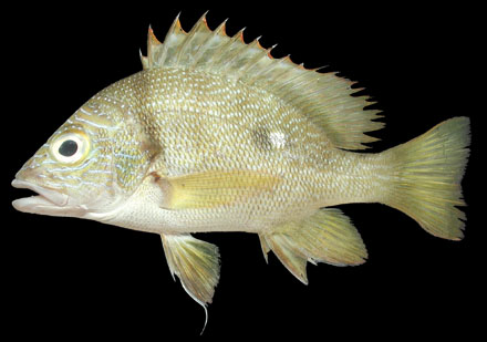 หัวเขี่ยน
Lutjanus rivulatus (Cuvier, 1828)
Blubberlip snapper
