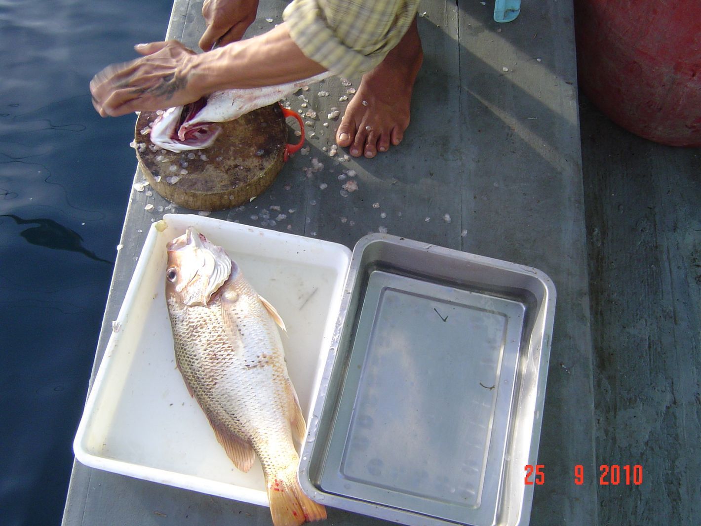 พอขึ้นเรือมาปุ๊ปก็โดนไปเป็นอาหารเ