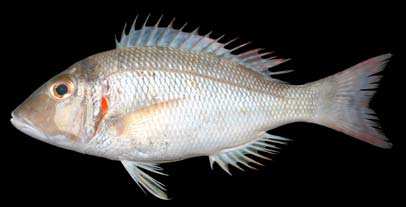 ปลาตมะ
Lethrinus lentjan
(Lacepède, 1802)
Pink Ear Emperor