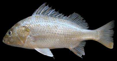 ปลาครืดคราด

Pomadasys kaakan
(Cuvier, 1830)
Javelin Grunt  
