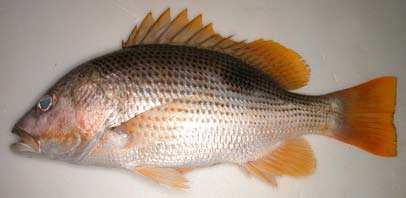 ปลาอังเกย
Lutjanus johnii
(Bloch, 1792)
John's Snapper 
