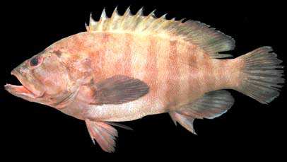 Cephalopholis boenak
(Bloch, 1790)
Chocolate Hind 