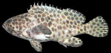 เก๋าตุ๊กแก
nephelus quoyanus
(Valenciennes, 1830)
Longfin Grouper 