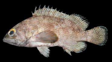 Epinephelus ongus
(Bloch, 1790)
White-streaked Grouper 