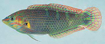 ปลานกแก้ว
Halichoeres vrolikii
(Bleeker, 1855)
Vrolik's Wrasse
