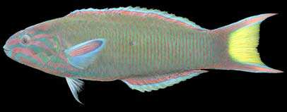 Thalassoma lunare
(Linnaeus, 1758)
Moon Wrasse 