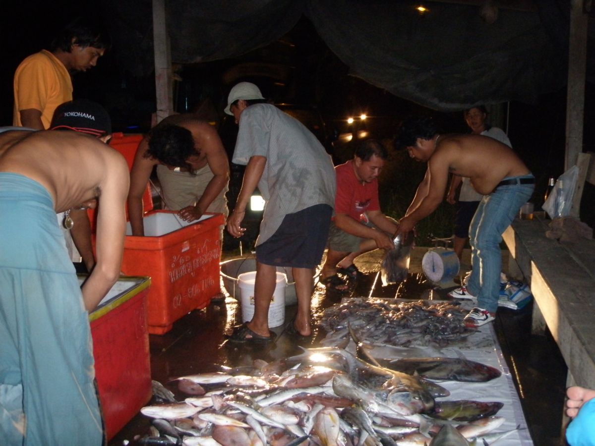 นำปลาทั้งหมดออกมากองเพื่อแยกประเภท