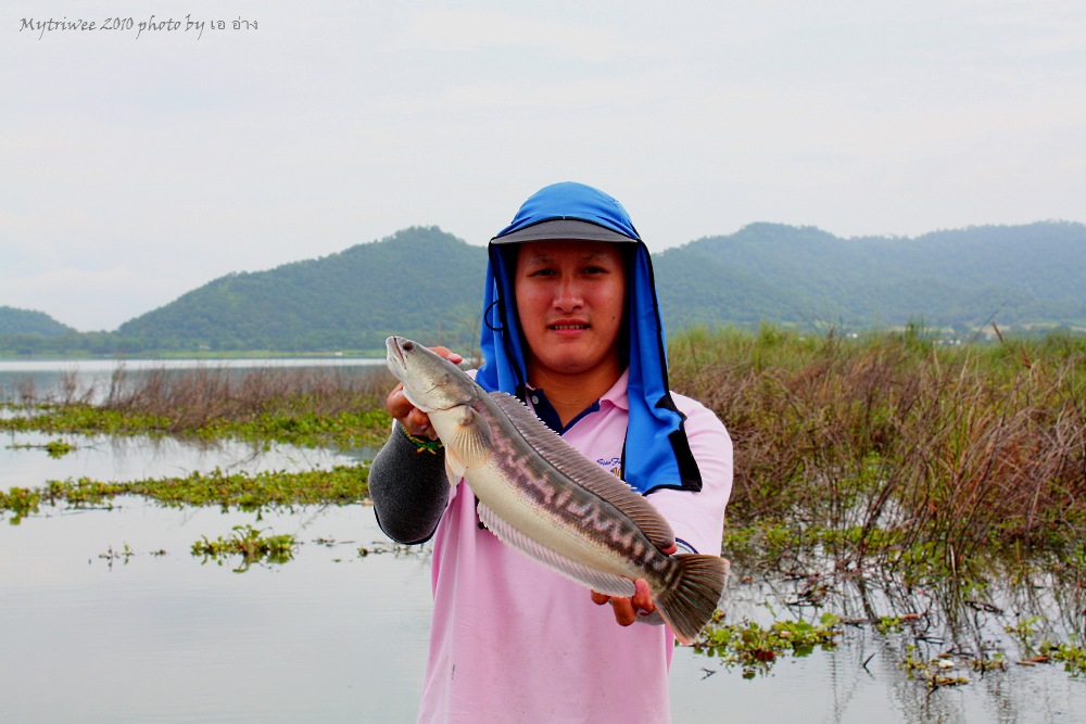 ปลากัดเหยื่อพี่เอไม่โดนผมซ้ำไปด้วยหนอนขนแบซโปรได้น้องป๊อกขึ้นมา :grin:
