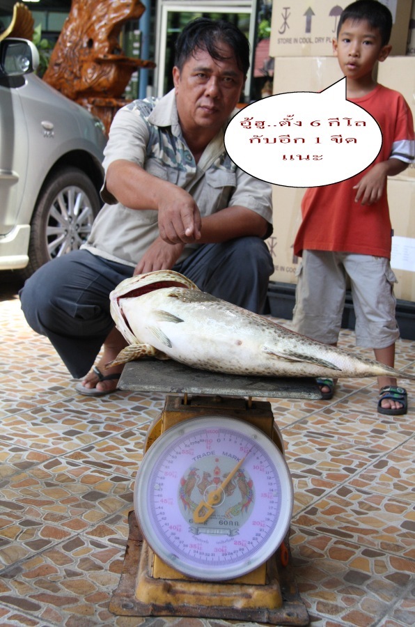       " นี่ตาโยออกแค่ทุนเหยื่อตัวเดียว 