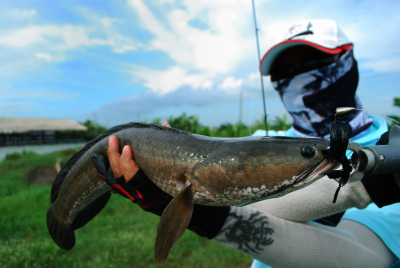  [b]หมายเลข : 412          ชื่อภาพ   " Striped snakehead fish  "[/b]