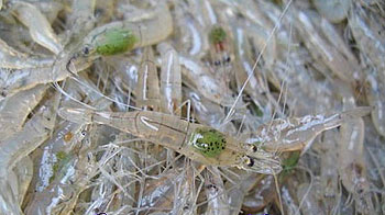 Fly tying  :  Shrimp .