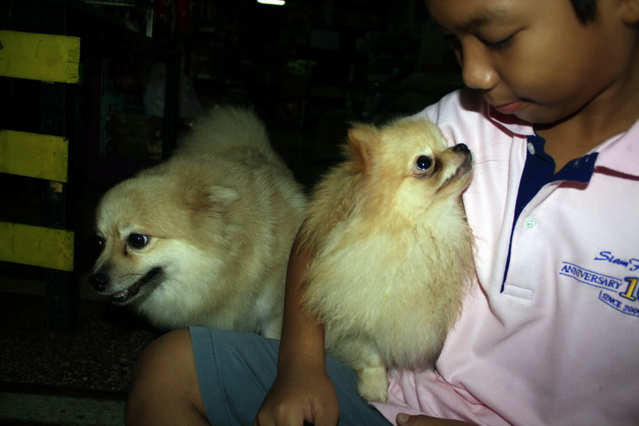 พี่ชายชอบหมา คุณซี เปิด เพ็ทช็อปครั