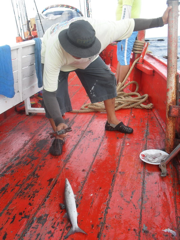 ส่วนปลาสาก พอขึ้นเรือปุ๊ป โดนเคาะโป๊ก ทันทีครับ โดยน้า ระพิน 
 :grin:
