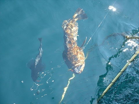 First Ling cod. 