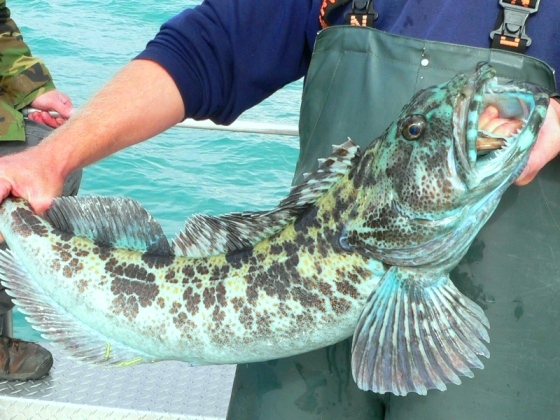 It looks blue because camouflage ability to hide like octopus. Blue ling cod is great predator. They