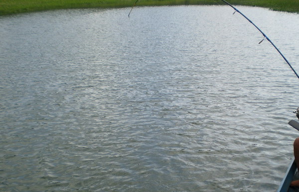 เราได้ส่งกบเข้าไปอีกไม้..... แอ๊คชั่นเช็คเปียสปิ้น เวท15-30lb.....ตั๊ม!!!!! ทํางานแล้วครับคันโค้งคํา