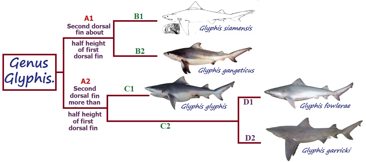 Glyphis : River shark.