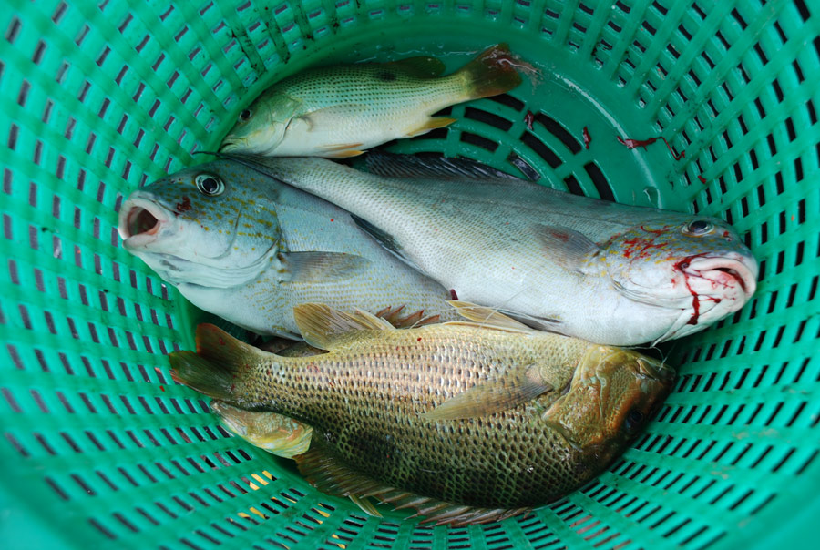 จอดได้ไม่นาน ทีมงานหน้าเรือก็ดึงปลาจานมาบ้างแล้ว